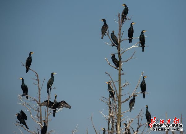 湿地保护得好不好，主要是看鸟