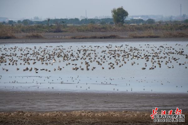 湿地保护得好不好，主要是看鸟