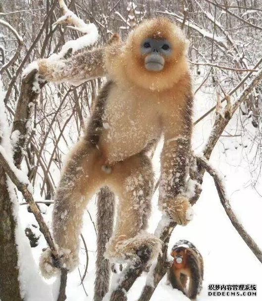 雪后的神农架，变成了一幅水墨画